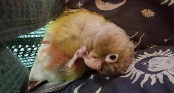 Baby Basil 🥰