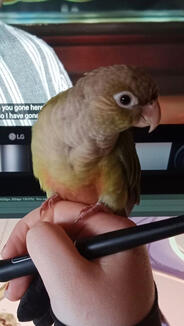 Basil--he help!
