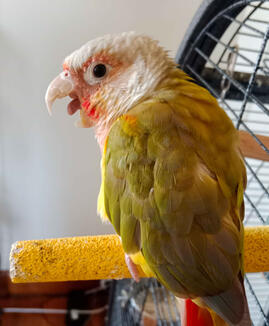 Pico